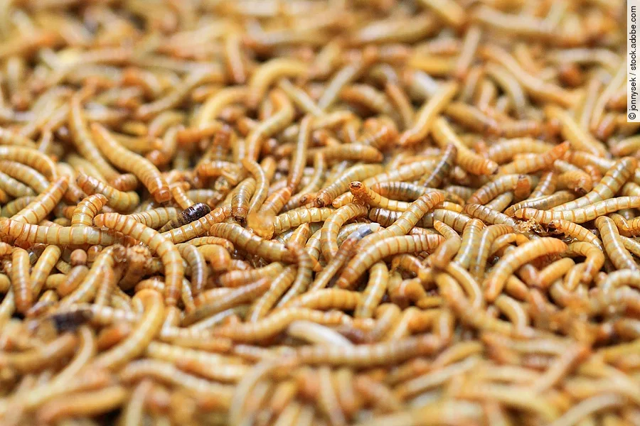 Eine Vielzahl von Mehlwürmern liegt zusammen.