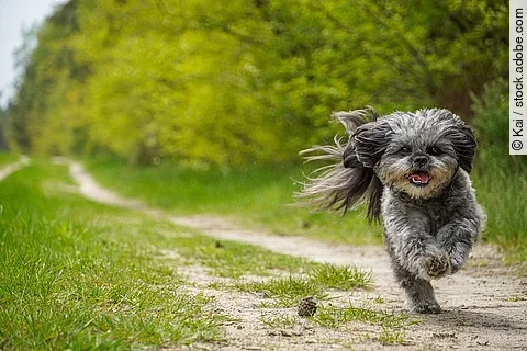 flying dog - Bolonka Zwetna Mix - Sony Alpha 6400