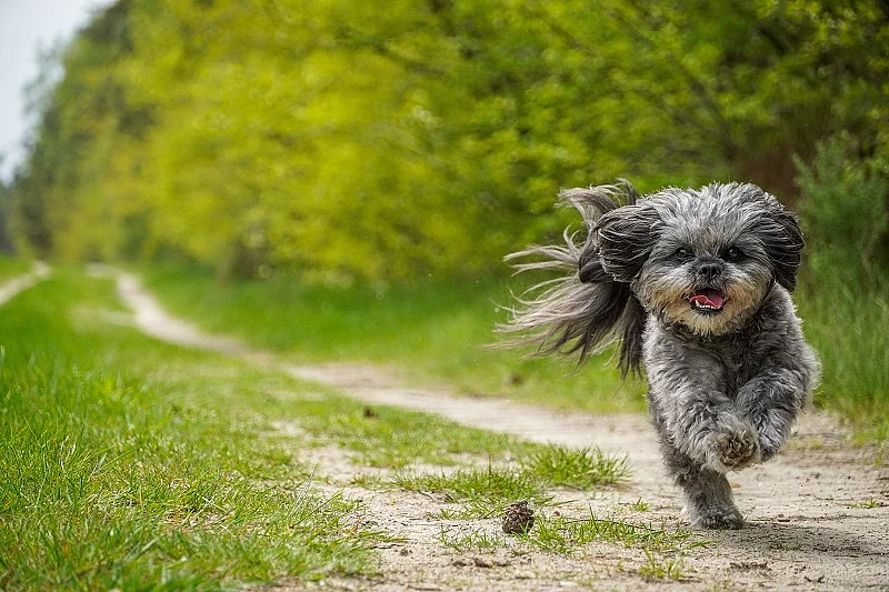 flying dog - Bolonka Zwetna Mix - Sony Alpha 6400
