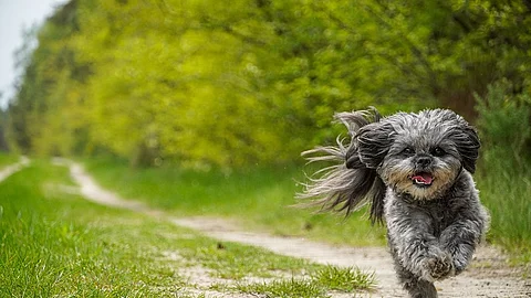 flying dog - Bolonka Zwetna Mix - Sony Alpha 6400