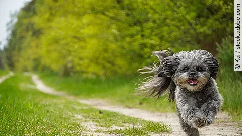 flying dog - Bolonka Zwetna Mix - Sony Alpha 6400