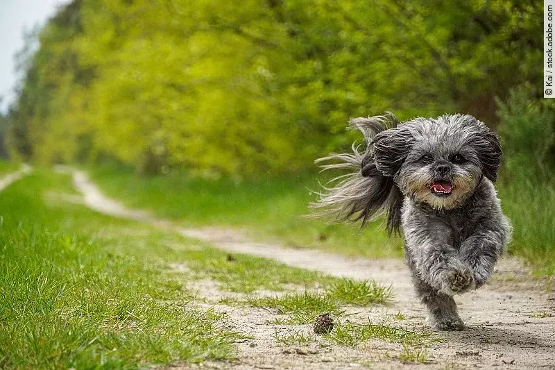 flying dog - Bolonka Zwetna Mix - Sony Alpha 6400
