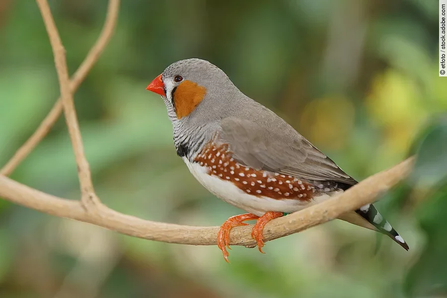 Ein kleiner, bunter Zebrafink sitzt auf einem Ast vor grünem Hintergrund.