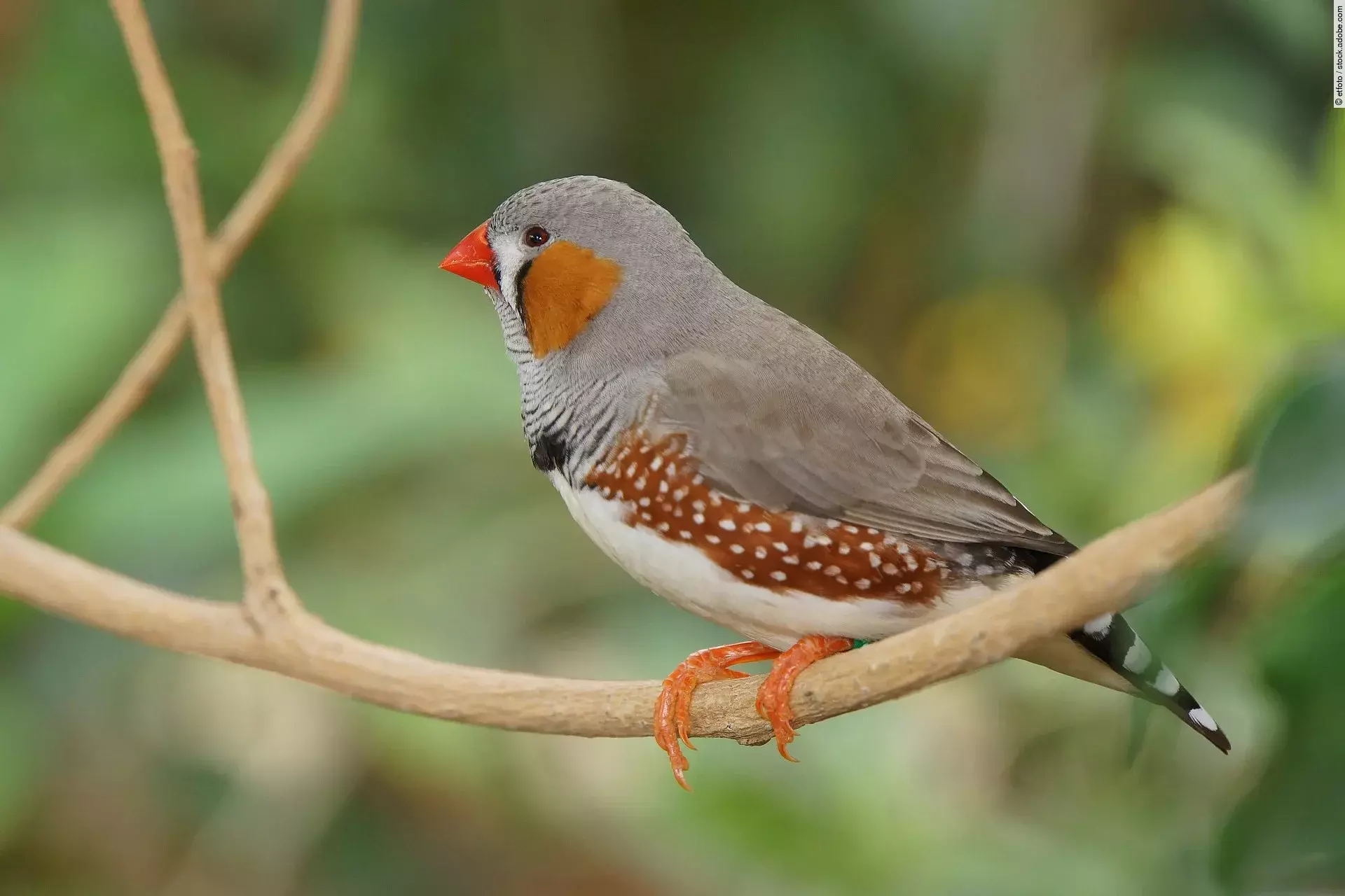 Ein kleiner, bunter Zebrafink sitzt auf einem Ast vor grünem Hintergrund.