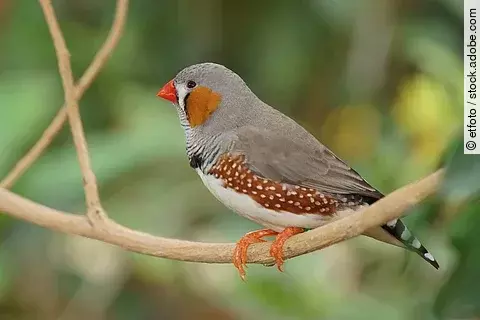 Ein kleiner, bunter Zebrafink sitzt auf einem Ast vor grünem Hintergrund.