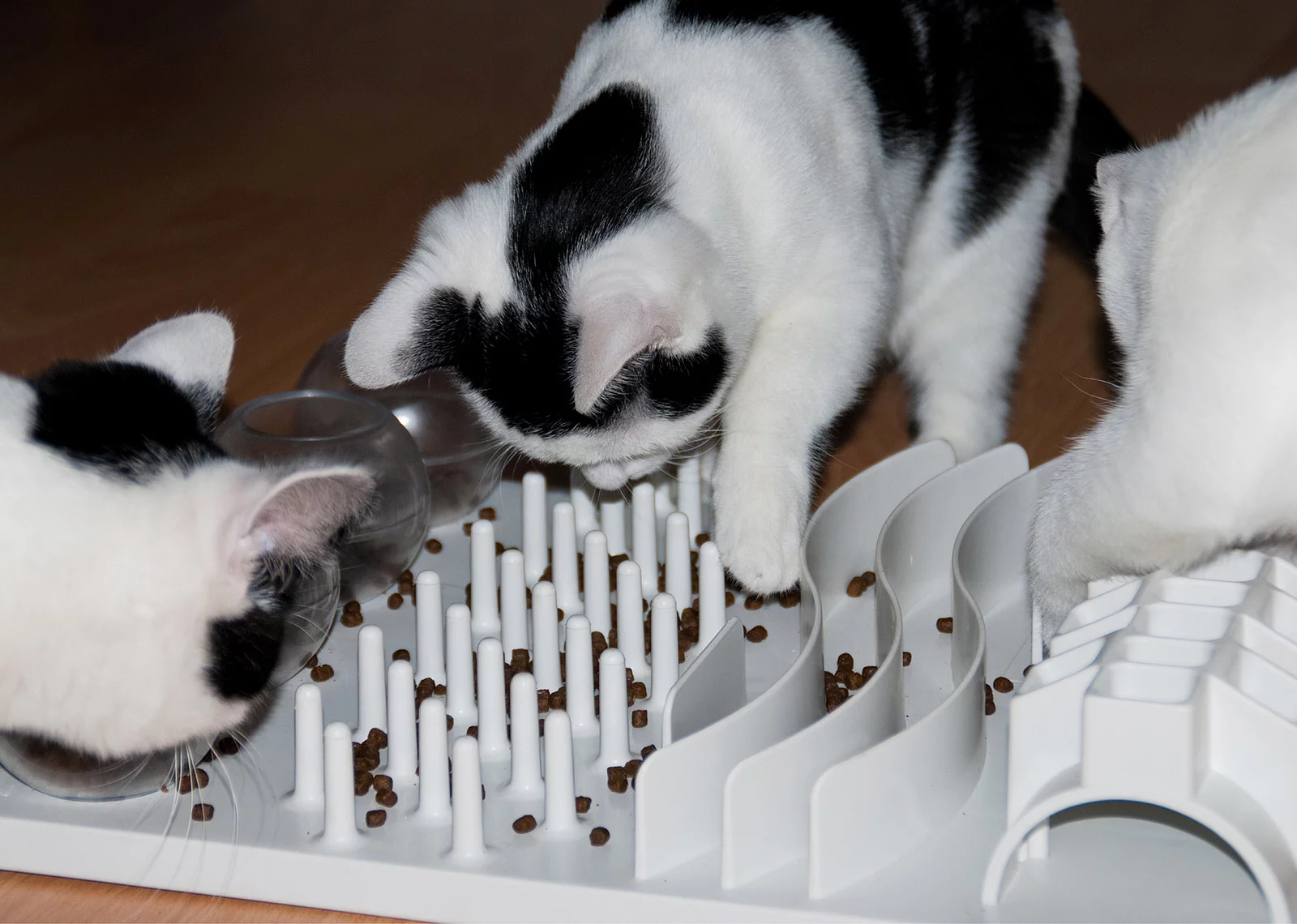 Drei neugierige junge Katzen versuchen mit ihren Pfoten Trockenfutter aus dem Futterlabyrinth zu bekommen.