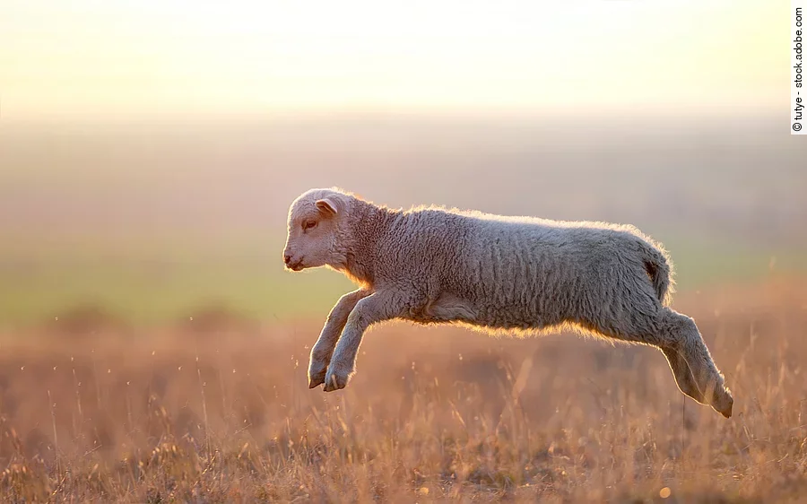 Lamm Ein junges Lamm springt durch eine Wiese bei Sonnenuntergang. Sein weiches, wolliges Fell leuchtet im warmen Licht der tief stehenden Sonne. Der Hintergrund ist unscharf und zeigt eine weite Landschaft in sanften Farben.