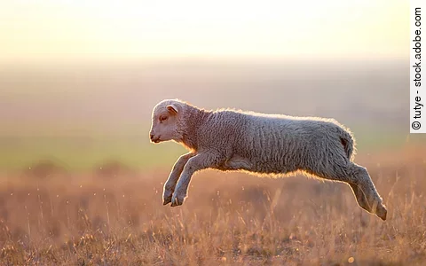 Ein junges Lamm springt durch eine Wiese bei Sonnenuntergang. Sein weiches, wolliges Fell leuchtet im warmen Licht der tief stehenden Sonne. Der Hintergrund ist unscharf und zeigt eine weite Landschaft in sanften Farben.