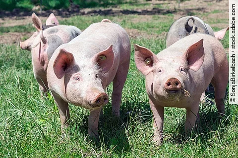 Schweine stehen auf einer Wiese, zwei der Tiere schauen Richtung Kamera.