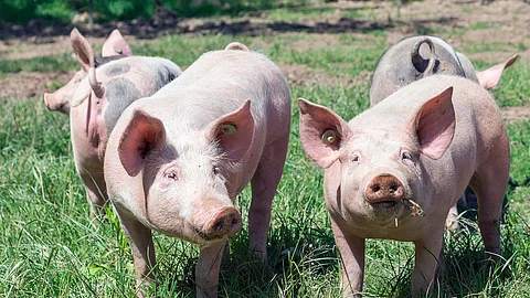 Schweine stehen auf einer Wiese, zwei der Tiere schauen Richtung Kamera.