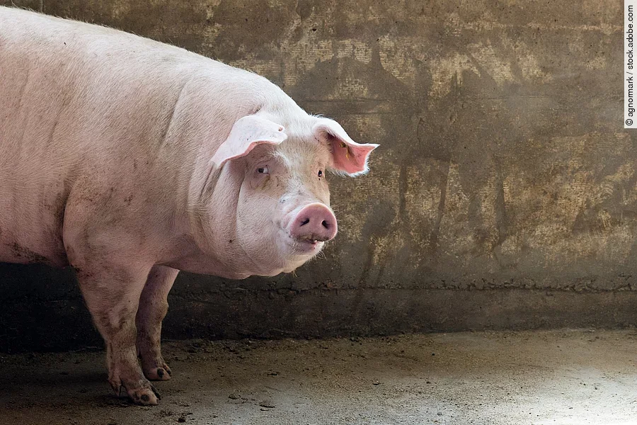 pig at factory Ein Schwein steht in einem Gebäude und dreht den Kopf zu Seite.
