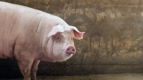 Ein Schwein steht in einem Gebäude und dreht den Kopf zu Seite.