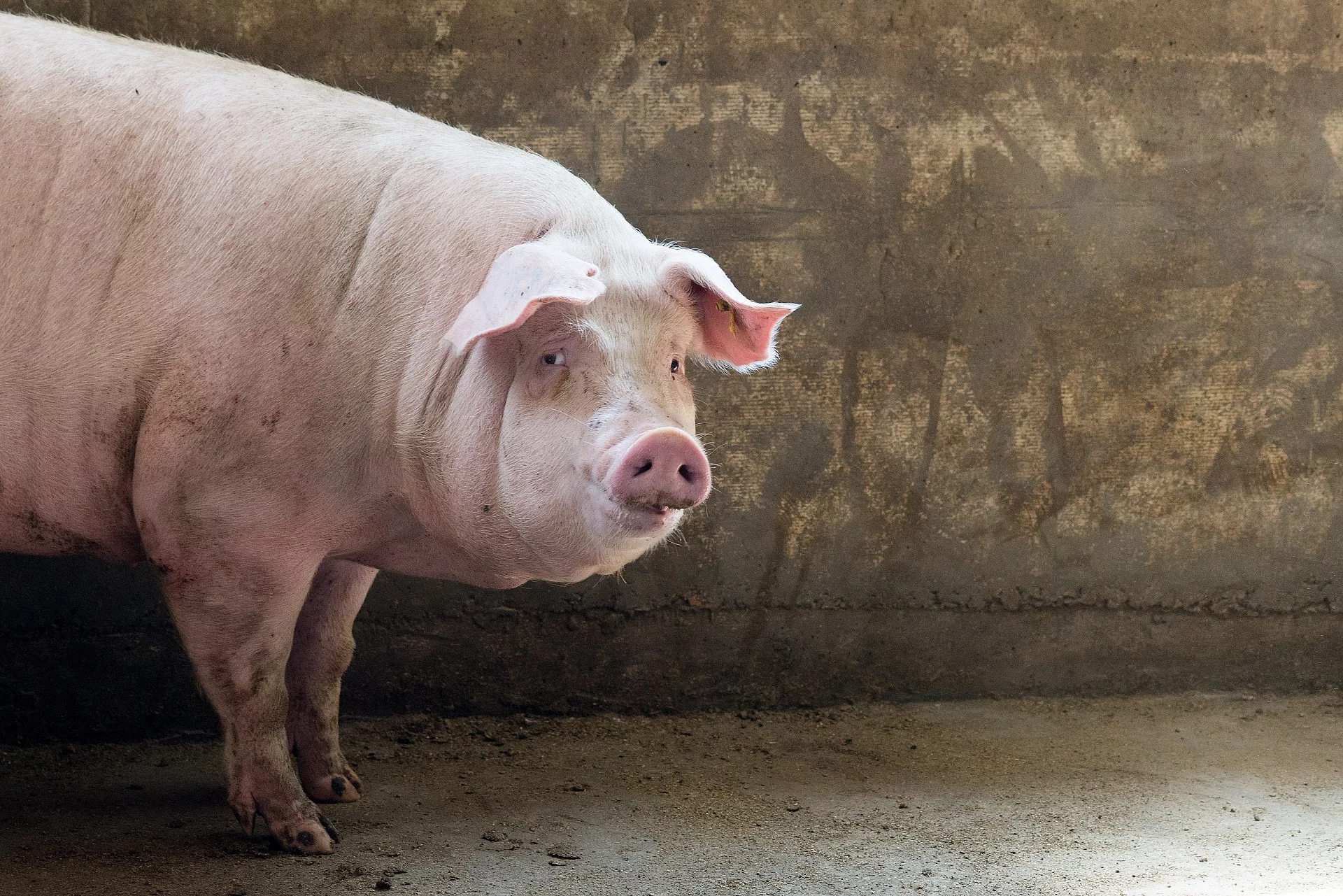 Ein Schwein steht in einem Gebäude und dreht den Kopf zu Seite.