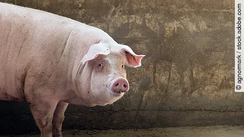 Ein Schwein steht in einem Gebäude und dreht den Kopf zu Seite.