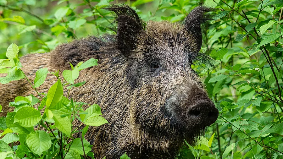 Ein Wildschwein steht zwischen grünen Laubblättern. Die Ohren sind aufgestellt und es schaut aufmerksam nach vorn. Das Fell des Tiers ist bräunlich und borstig. 