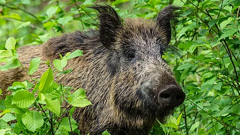 Ein Wildschwein steht zwischen grünen Laubblättern. Die Ohren sind aufgestellt und es schaut aufmerksam nach vorn. Das Fell des Tiers ist bräunlich und borstig. 