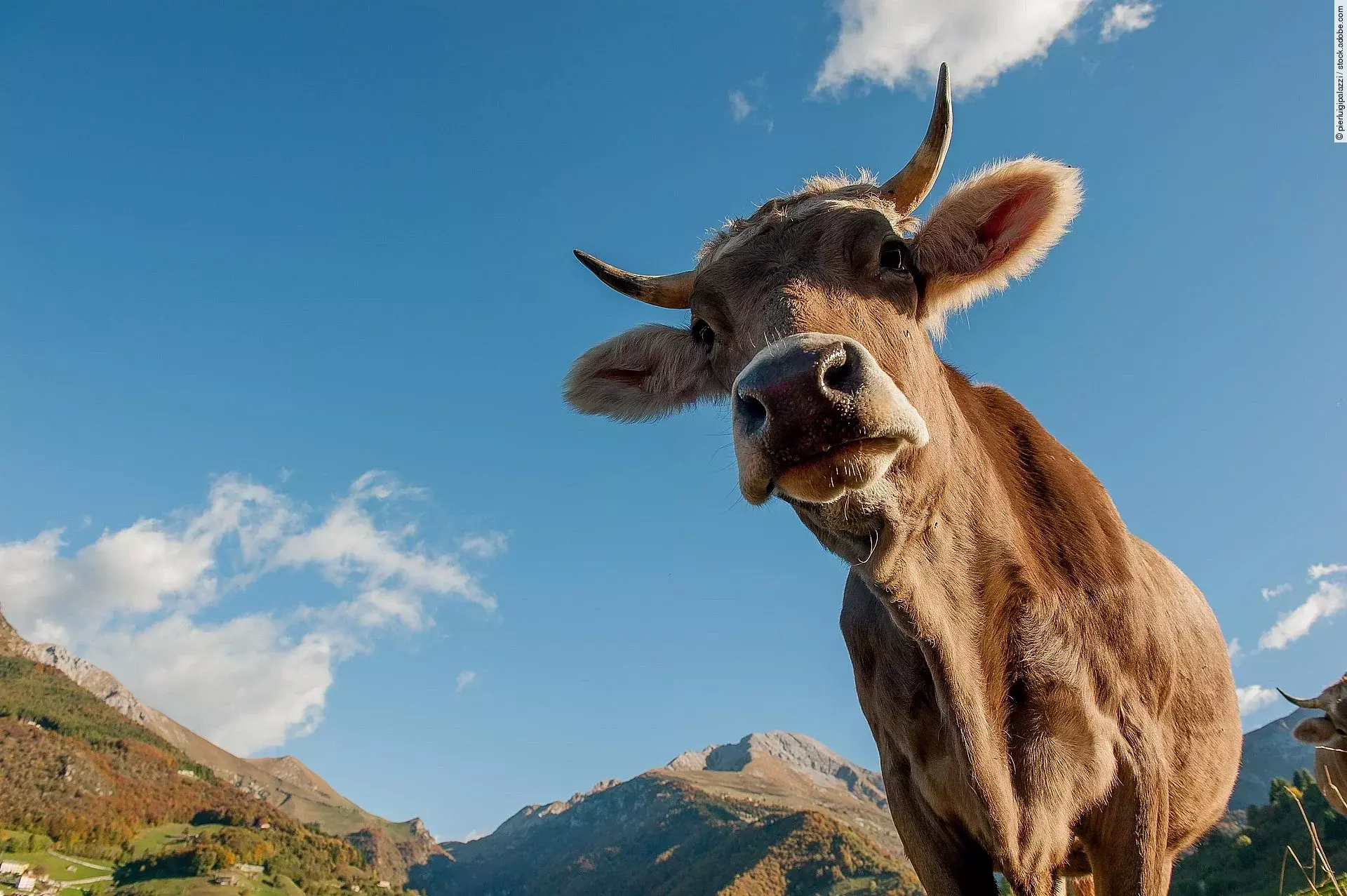 Nahaufnahme einer Kuh