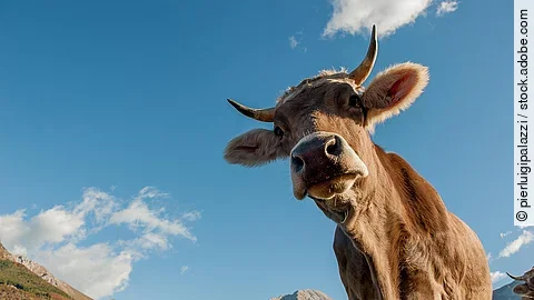 Nahaufnahme einer Kuh Nahaufnahme einer Kuh