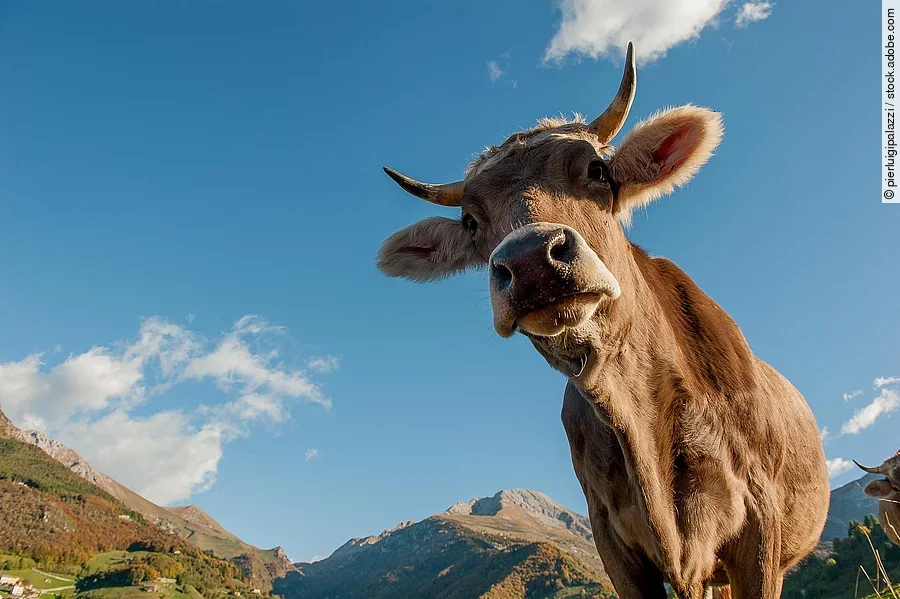 Nahaufnahme einer Kuh Nahaufnahme einer Kuh