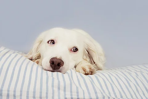 Hund
