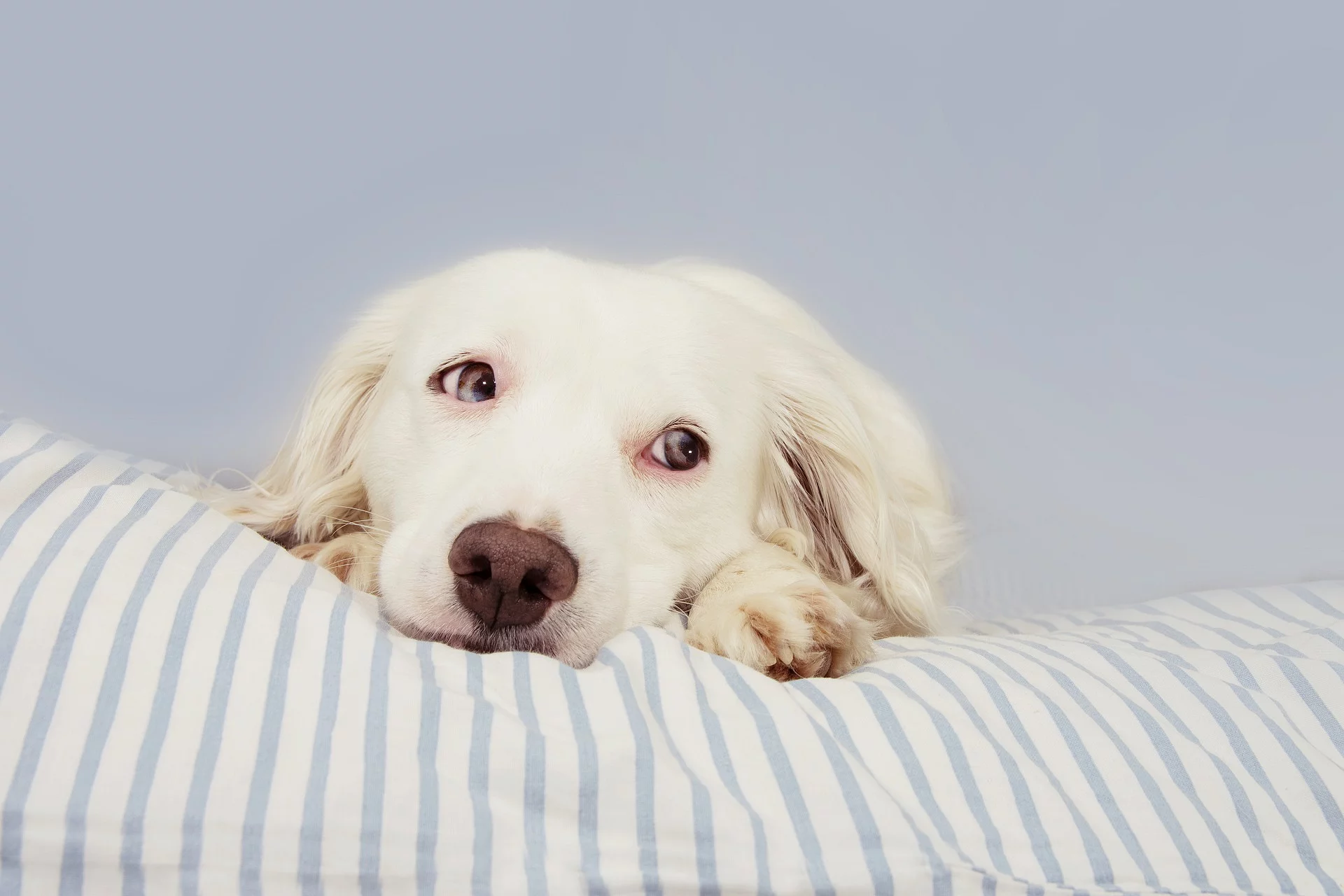 Hund