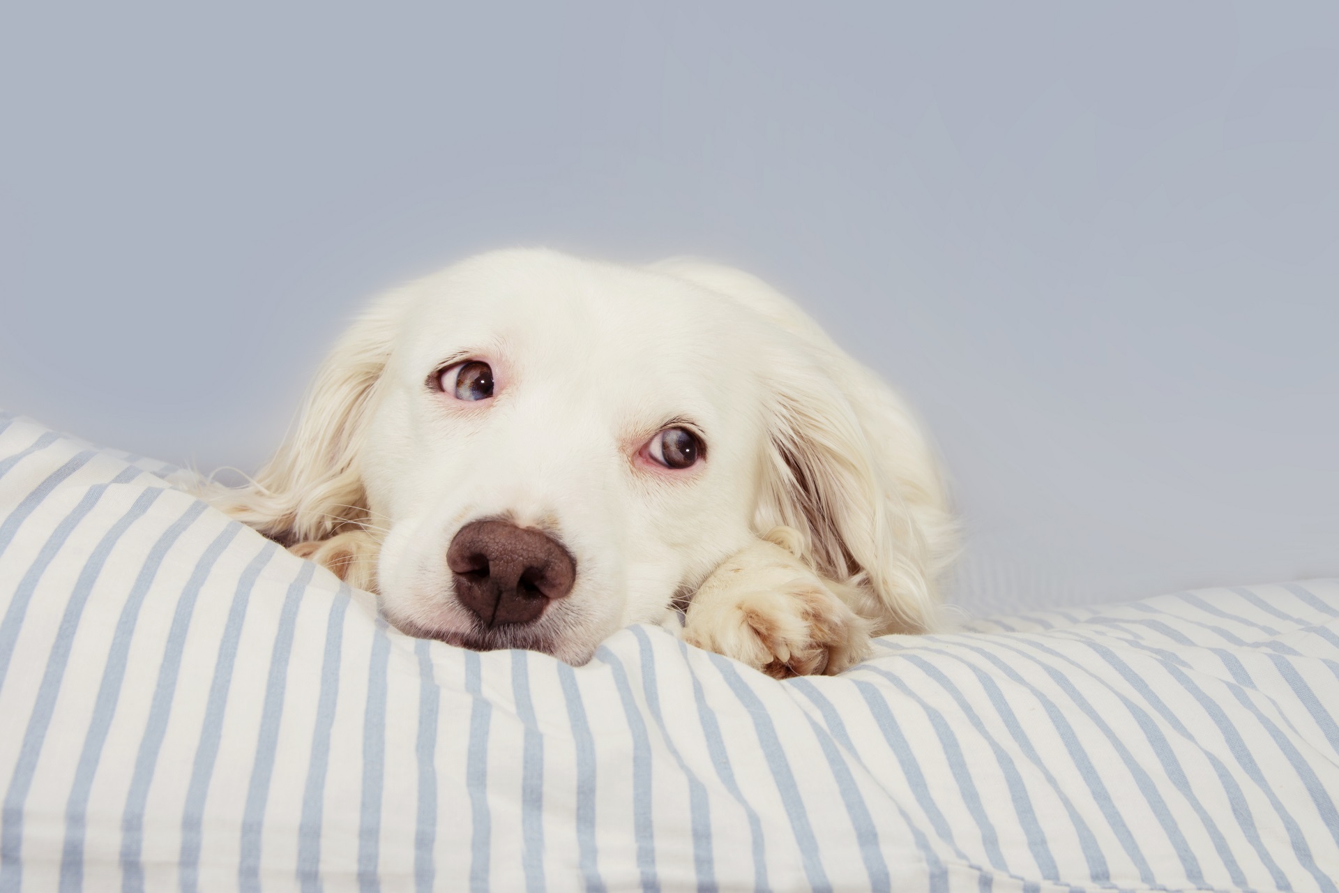 Hund Hund