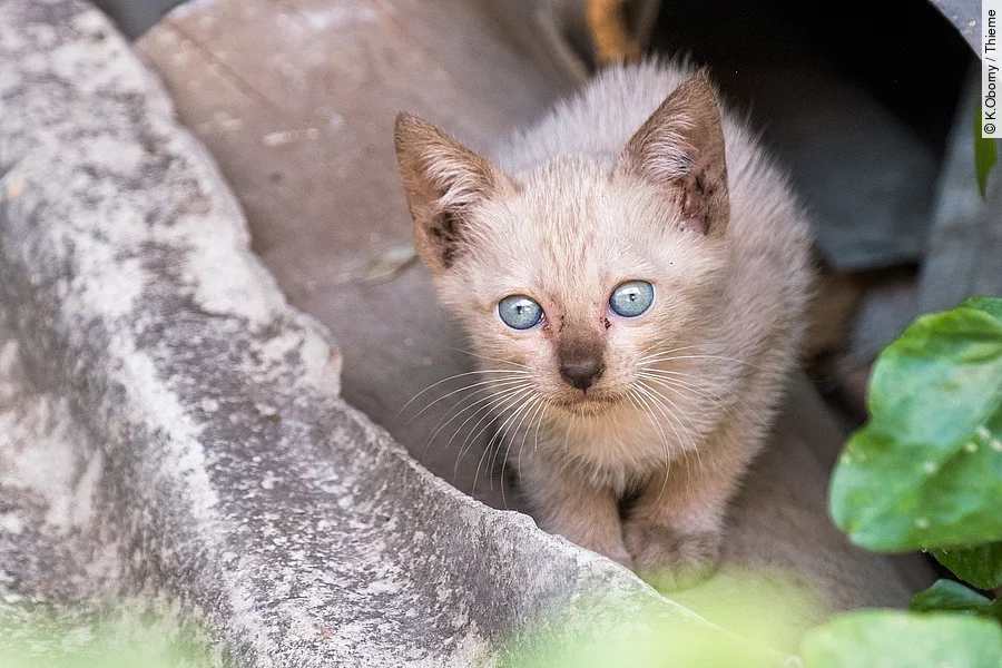 Ein kleines Kitten mit blauen Augen sitzt versteckt in einer Ecke.