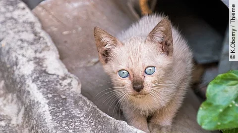 Ein kleines Kitten mit blauen Augen sitzt versteckt in einer Ecke. Ein kleines Kitten mit blauen Augen sitzt versteckt in einer Ecke.