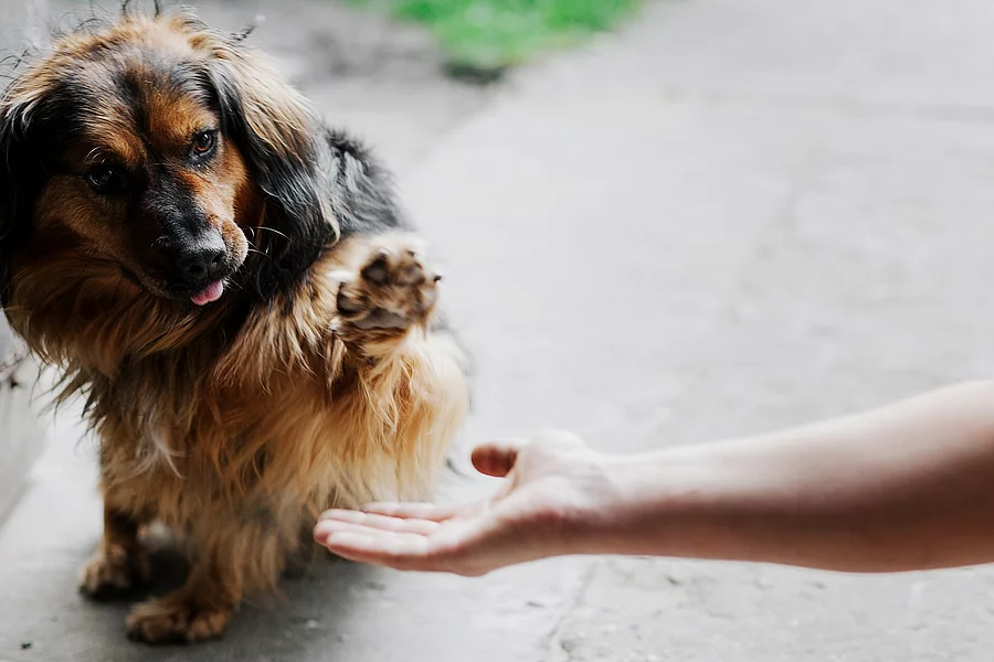 Ein Hund gibt Pfote