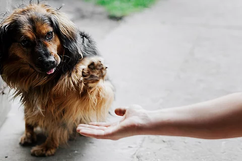 Ein Hund gibt Pfote