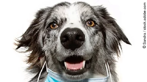 puppy dog wearing  in worng way a face mask to protect  from inf