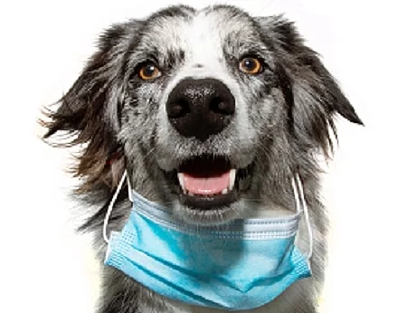 puppy dog wearing  in worng way a face mask to protect  from inf