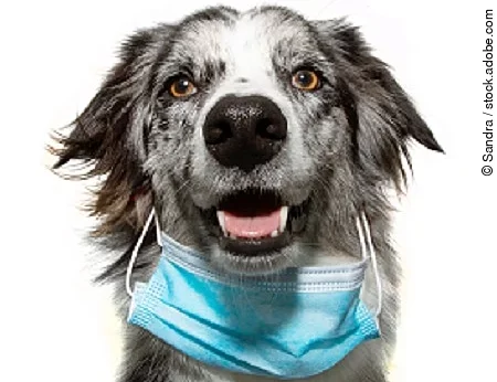 puppy dog wearing  in worng way a face mask to protect  from inf