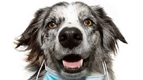 puppy dog wearing in worng way a face mask to protect from inf