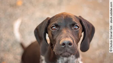 Ein junger braun-weißer Deutsch-Kurzhaar sitzt brav vor dem Fotografen und schaut in die Kamera.