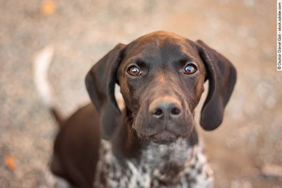 Ein junger braun-weißer Deutsch-Kurzhaar sitzt brav vor dem Fotografen und schaut in die Kamera.