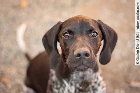Ein junger braun-weißer Deutsch-Kurzhaar sitzt brav vor dem Fotografen und schaut in die Kamera.
