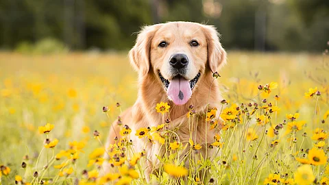 Ein Golden Retriever sitzt hechelnd in einem gelben Blumenfeld. Ein Golden Retriever sitzt hechelnd in einem gelben Blumenfeld.