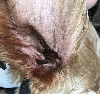 Otitis externa ceruminosa