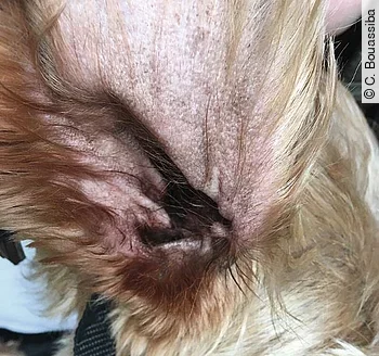 Otitis externa ceruminosa