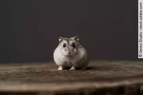 Ein kleiner grauer Zwerhamster sitzt auf einem Holzboden vor dunklem Hintergrund und schaut mit seinen großen Augen in die Kamera.
