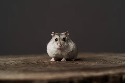 Ein kleiner grauer Zwerhamster sitzt auf einem Holzboden vor dunklem Hintergrund und schaut mit seinen großen Augen in die Kamera.