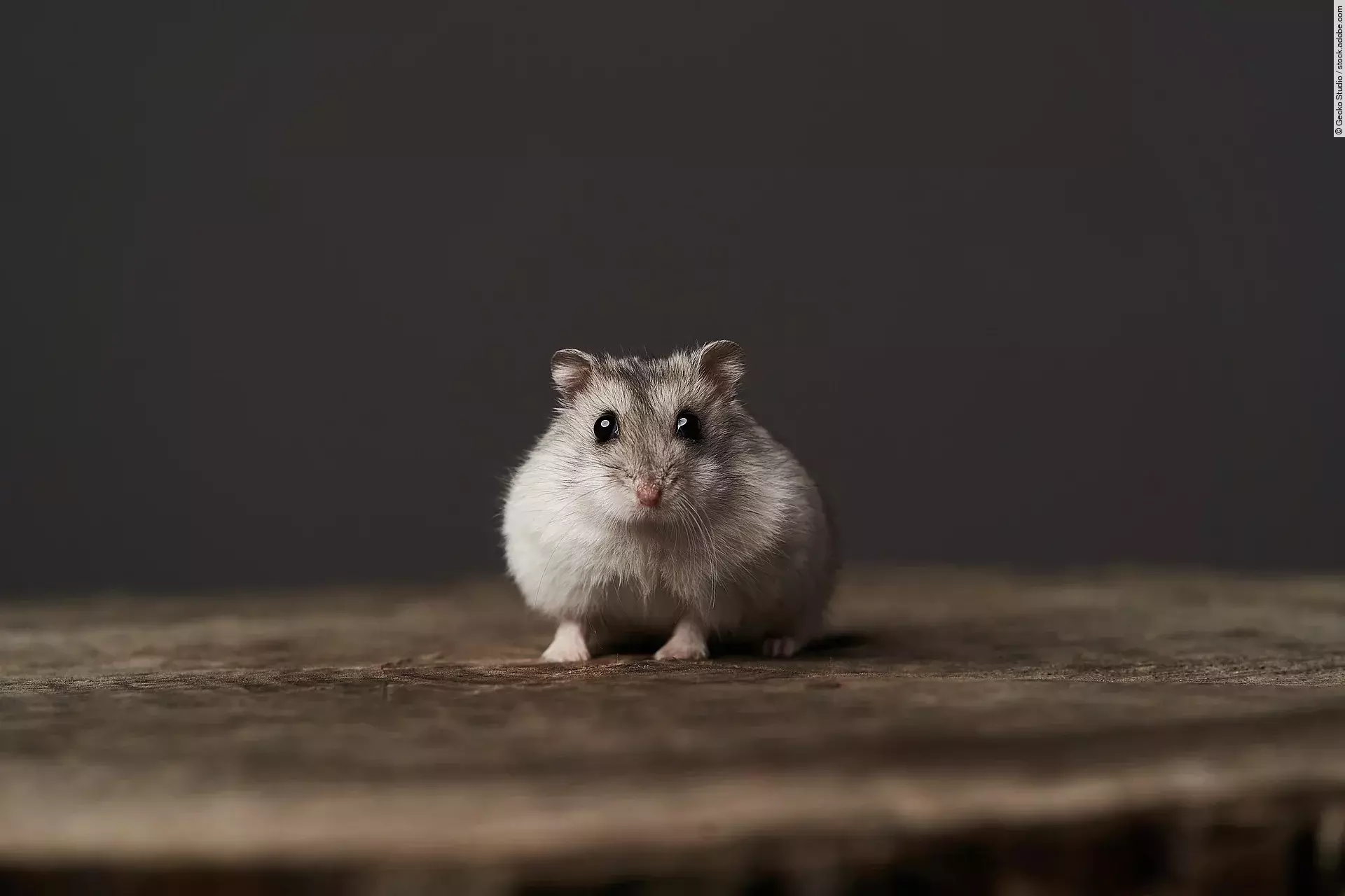 Ein kleiner grauer Zwerhamster sitzt auf einem Holzboden vor dunklem Hintergrund und schaut mit seinen großen Augen in die Kamera.