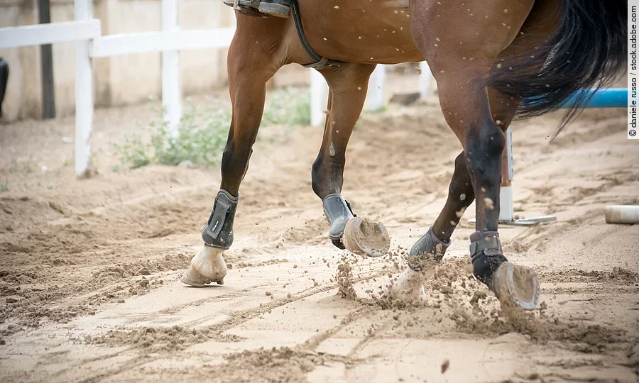 Nahaufnahme eines trabenden Pferdes. Das Pferd trägt Gamaschen und Streichkappen und läuft über einen Sandplatz. Das Fell ist braun und der Schweif schwarz.