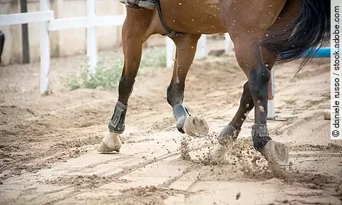 Nahaufnahme eines trabenden Pferdes. Das Pferd trägt Gamaschen und Streichkappen und läuft über einen Sandplatz. Das Fell ist braun und der Schweif schwarz.
