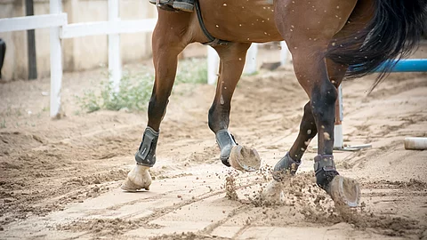 Nahaufnahme eines trabenden Pferdes. Das Pferd trägt Gamaschen und Streichkappen und läuft über einen Sandplatz. Das Fell ist braun und der Schweif schwarz.
