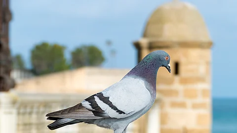 Eine Taube sitzt auf einer Mauer. Die Taube hat glatt glänzendes Gefieder. Im Hintergrund ist eine Gebäude aus hellem Stein am Wasser erkennbar.