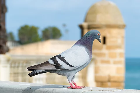 Eine Taube sitzt auf einer Mauer. Die Taube hat glatt glänzendes Gefieder. Im Hintergrund ist eine Gebäude aus hellem Stein am Wasser erkennbar. 