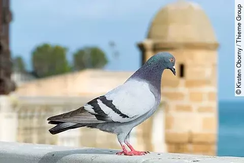 Eine Taube sitzt auf einer Mauer. Die Taube hat glatt glänzendes Gefieder. Im Hintergrund ist eine Gebäude aus hellem Stein am Wasser erkennbar. 