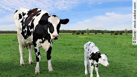 Holstein cow standing with newborn calf in the field on a sunny 